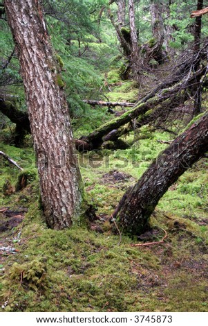 A lush, green Alaska Rain-forest landscape