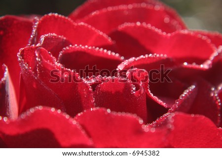 Rose petals with drops of dew