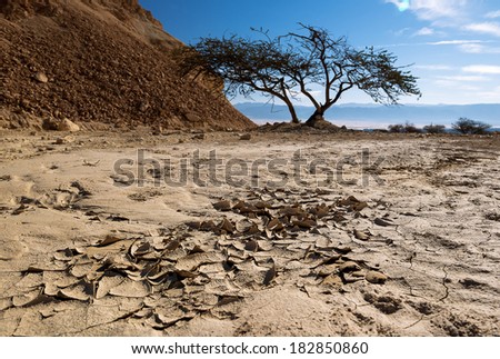 parched desert landscape with land and tree in the background