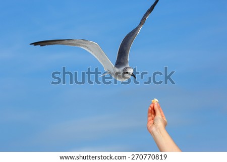 Flying seagull taking food from hand, Siesta Key beach, Florida