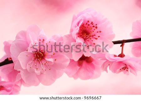 Fresh, Spring Tree Blossoms On Pink Background. Stock Photo 9696667 ...
