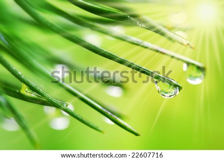 Rain drops on pine needles with sun rays