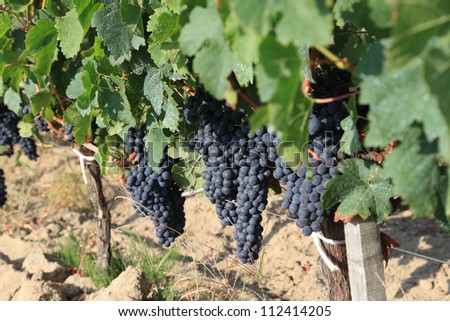 Fresh grape in vineyard nature background - Juicy wine in natural environment