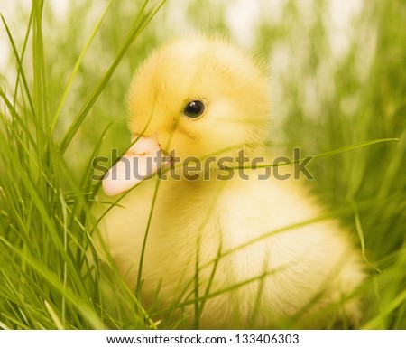 cute duckling in green grass