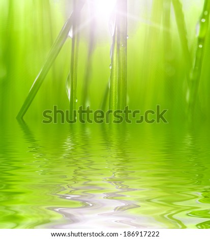 fresh green grass reflected in water