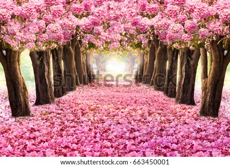 Similar – Image, Stock Photo Pink way to the colourful centre