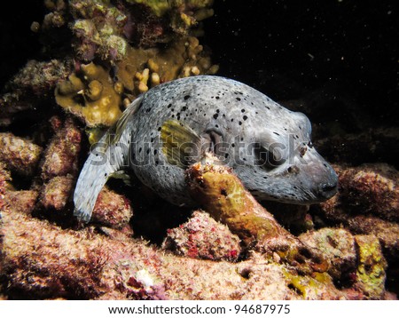 Dog-faced puffer fish sleeping on dead coral