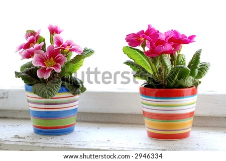 Photo of colorful flowers in flowerpots at window.