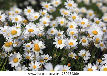 Spring daisies on the natural place