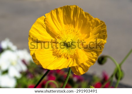 Yellow poppy flower, Banff National Park, Alberta, Canada