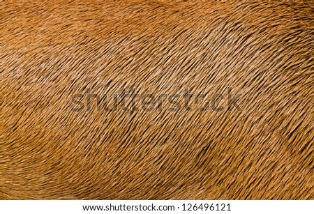 Animal Hair Texture
