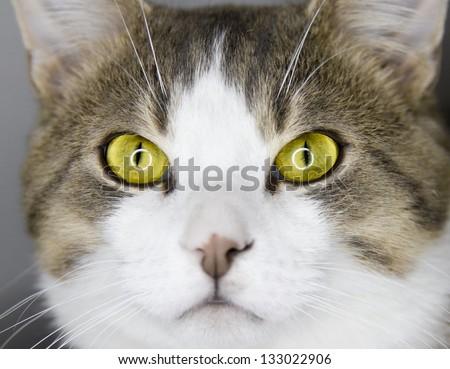 Crazy Yellow cat\'s eyes details and macro picture