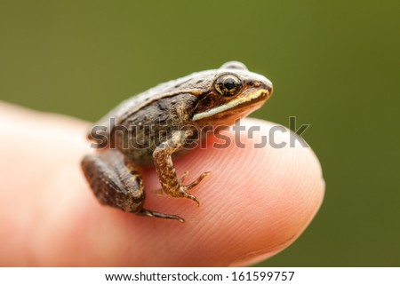 Miniature frog sitting on a Human Finger (index) so we can see how small the frog is