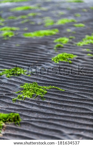 Details and Line in the Sand texture of a Beach with green Algae