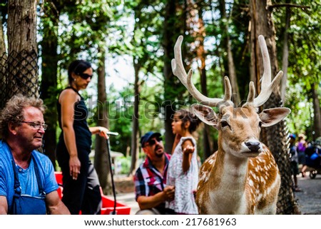 July 29, 2014 at the Parc Safari, Quebec , Canada inside the Deer Forest where is is possible to touch or feed the fallow deer.