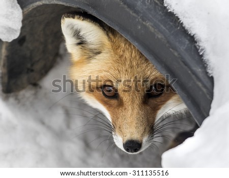 Little Shy Fox Hiding into a tunnel and looking at the camera.