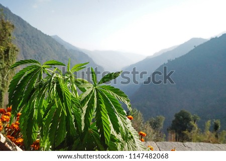 Similar – Foto Bild Wild wachsender Cannabis in der Natur