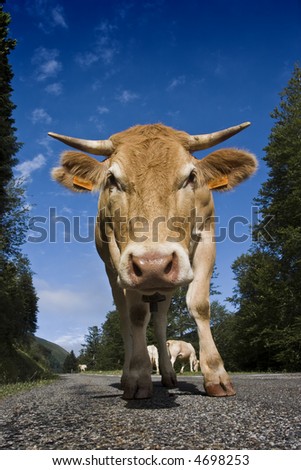 Cattle of milky cows walking in a road. The picture is taken in the mountains of Navarra, in Spain.