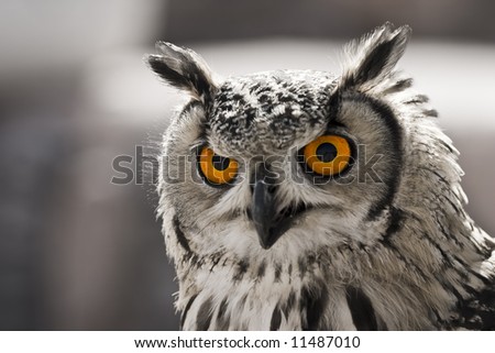 Closeup portrait of an owl. The focus is in his eyes.