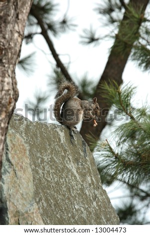 Squirrel on rock gnawing on chicken bone