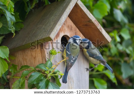 A pair of Blue Tits at their nest Foto d'archivio © 