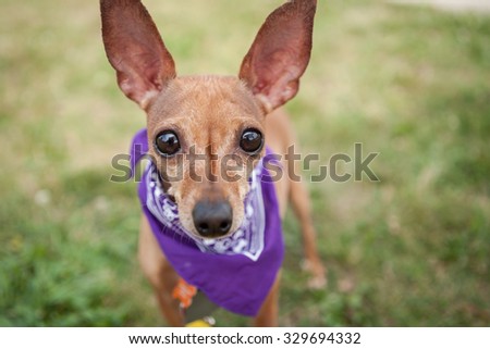 dog with big ears and eyes looking at the camera