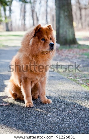 Chow Dog / Chow-Chow sitting on the walking path at the local park. Watching the park guests and other dogs as they go by.