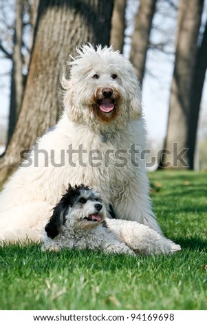 Golden Doodle Dog outdoors  with a small black and white dog