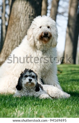 Golden Doodle Dog outdoors with a small black and white dog