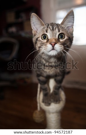Marbled Tabby cat playing with a scratching toy
