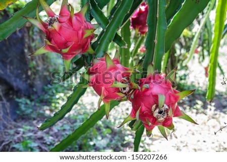 Dragon Fruit by red fruit spiked leaves.