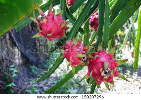 Dragon Fruit by red fruit spiked leaves.