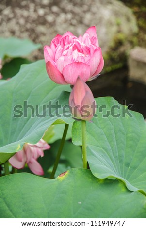 Lotus flowers and lotus seed, lotus leaf and green background.