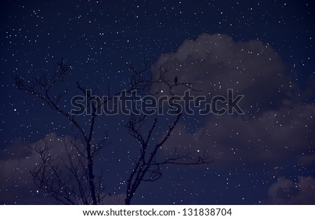 Starry night sky with clouds and tree branches with a bird
