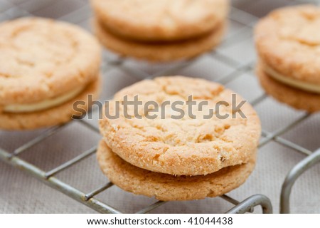 Ginger biscuits on a cooling tray