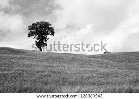 Big autumn oak and green grass on a meadow around in spain horizontal format in black and white