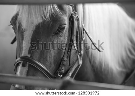 Black and white portrait of horse in stable, detail of eyes