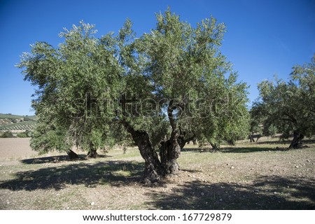 Olives on olive tree in autumn. Season nature image