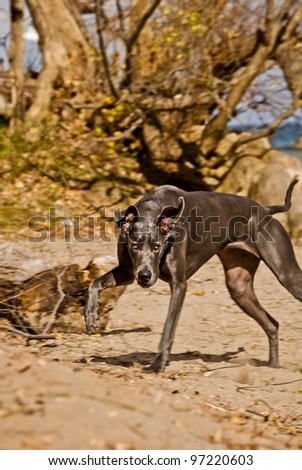 chocolate labrador playing on a beach