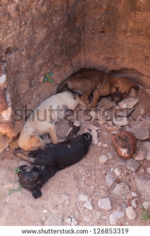 Three puppies napping in ancient city of Polonnaruwa, Sri Lanka.