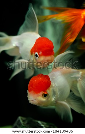 Red cap oranda goldfish close up in a fish tank