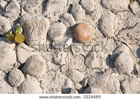 Desiccated riverbed with dry split sludge. A little green plant is born and a brown stone is laying as an Accent aside.