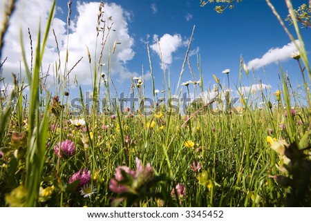 In the open countryside with grass, flowers, daisyflowers and so on. Deep blue sky with white clouds. Very low Position with extreme wideanglelens. Springtime! Variation.
