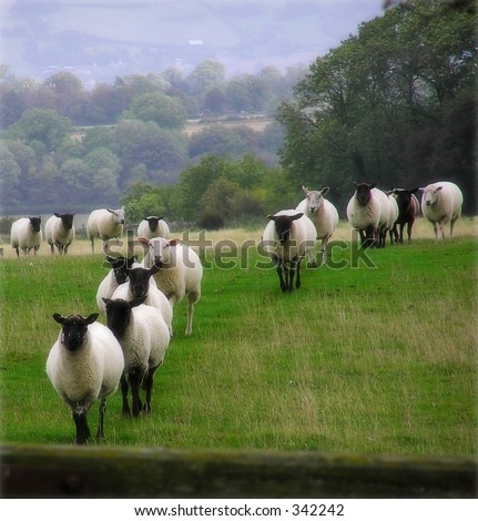 Sheep on the landscape taken in Somerset England
