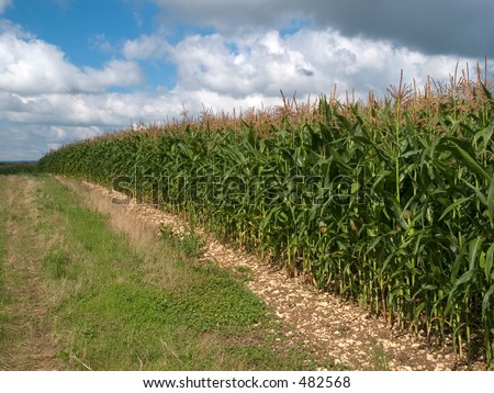 Field of Maize crops