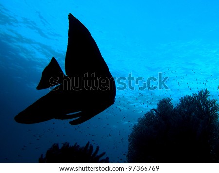 Fish silhouette, Longfin Batfish (Platax Teira) in indo-pacific ocean, Indonesia.