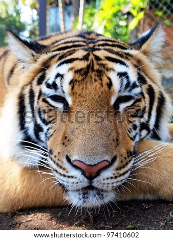 Bengal Tiger In Relaxed And Comfortable Position. Close Up Shot At Face ...