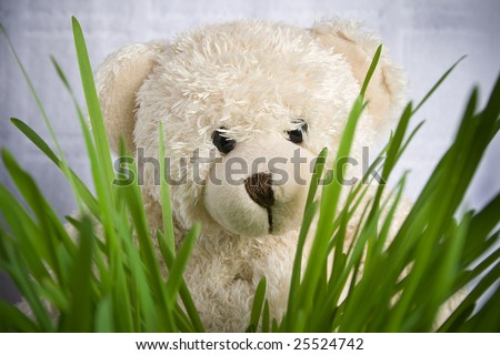 Soft toy the bear in the green grass on a white background