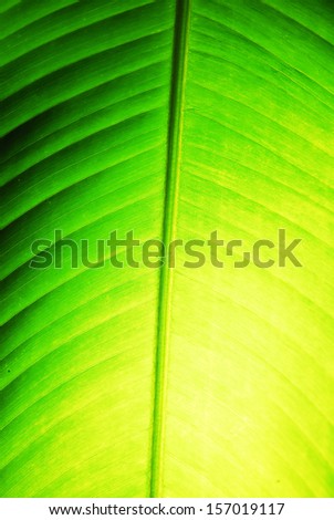 Closeup Tropical Leaf Pattern