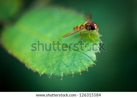 Flying insect resting on a leaf